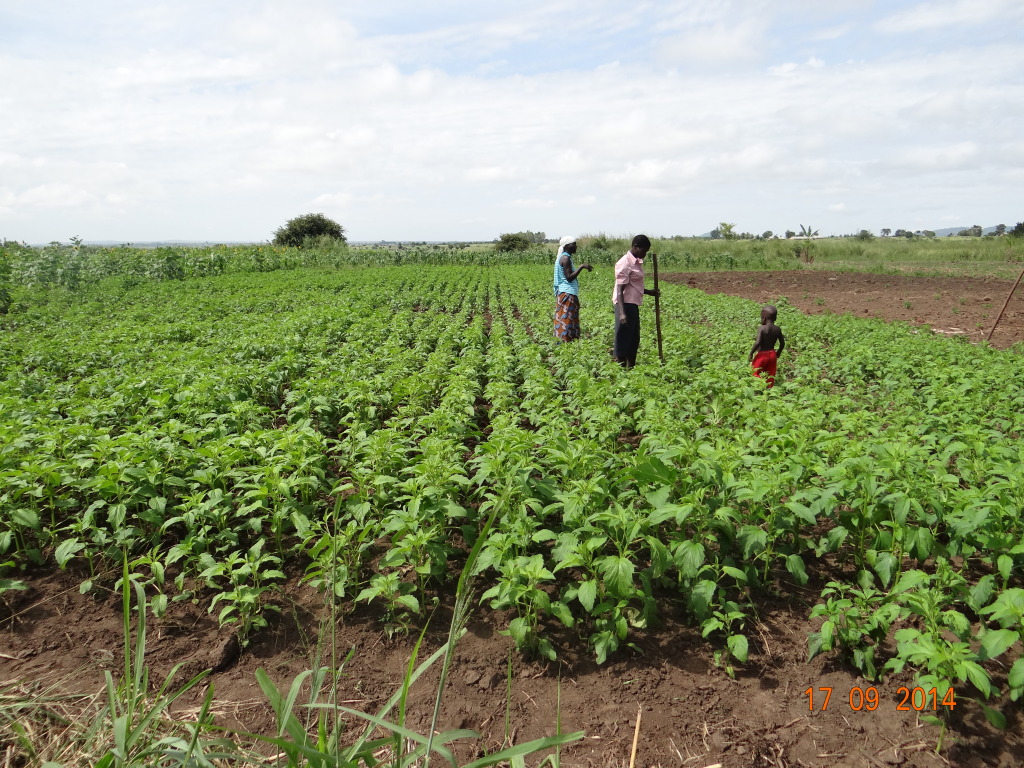 Sesame − Gulu Agricultural Development Corporation − Uganda - 2scale